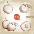 Hand drawn sketch style mirabelle plums set. Yellow plums collection in retro style. Fresh fruits illustrations. Vector drawing