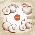 Hand drawn sketch style mirabelle plums set. Yellow plums collection in retro style. Fresh fruits illustrations. Vector drawing