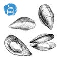 Hand drawn sketch style mussels set. Closed and opened. Sea food and sea animal vector illustration Royalty Free Stock Photo