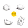 Hand drawn sketch style nuts set. Cores of hazelnut, peanut, Brazilian nut and pecan. Healthy food illustration. Vector drawings i