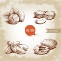 Hand drawn sketch style nuts set. Hazelnuts with leaves, peanuts, brazilian nuts and pecan groups. Healthy food illustration. Vect Royalty Free Stock Photo