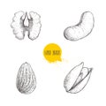 Hand drawn sketch style nuts set. Walnut, cashew, almond and pistachio seeds. Collection of healthy natural food. Vector illustrat Royalty Free Stock Photo