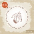 Hand drawn sketch style olive branch. Olive oil and healthy food vector illustration Royalty Free Stock Photo