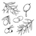 Hand drawn sketch style olives and olive branches set. Whole olives and boneless. Engraved style. Best for olive oil products desi