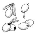 Hand drawn sketch style olives set. Whole and pitted olives. Olive oil symbols.