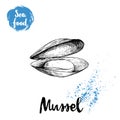 Hand drawn sketch style opened and boiled fresh mussel. Seafood vector illustration poster