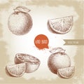 Hand drawn sketch style orange fruit compositions set. Whole fruit and slices. Hand made vector citrus fruit illustration