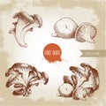 Hand drawn sketch style oyster mushroom bunches set. Fresh farm food vector illustrations collection. Royalty Free Stock Photo