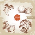 Hand drawn sketch style oyster mushroom bunches set. Fresh farm food vector illustrations collection.