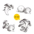 Hand drawn sketch style oyster mushroom set isolated on white background. Fresh farm food vector illustrations Royalty Free Stock Photo