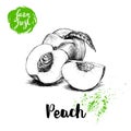 Hand drawn sketch style peach fruit. Farm fresh eco food vector illustration. Ripe peach, peach slices.