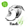 Hand drawn sketch style peach fruit. Ripe whole peach and peach quarter. fresh farm fruits vector illustration.