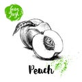 Hand drawn sketch style peach fruits composition. Farm fresh eco food vector illustration. Ripe peach, peach slice.