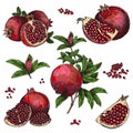 Hand drawn sketch style pomegranates set. Pomegranates with seeds and leafs. Sketch style vector illustration. Organic Royalty Free Stock Photo