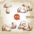 Hand drawn sketch style porcini mushroom set. Fresh forest boletus edulis. Italian food ingredient.