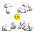 Hand drawn sketch style porcini mushroom set isolated on white background. Fresh forest boletus edulis. Italian food ingredient.