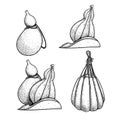 Hand drawn sketch style Provolone cheese set. Traditional Italian smoked cheese. Single, in group, whole and cut. Vector illustrat