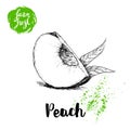 Hand drawn sketch style quarter of peach fruit. Eco food fresh farm poster.