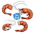 Hand drawn sketch style seafood set. Colorful drawings. Shripms, prawns, grilled shrimps collection vector illustrations.