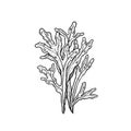 Hand drawn sketch style seaweed. Deep underwater or reef seaweed. Retro vintage illustration of ocean or sea plant. Vector drawing