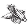 Hand drawn sketch style set of corn vegetable. Corncob with leafs. Organic cereal vector illustration.