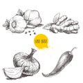 Hand drawn sketch style set illustration of different spices. Garlics with black peppers, ginger root, onion and red hot chili pep Royalty Free Stock Photo