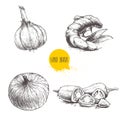 Hand drawn sketch style set illustration of different spices isolated on white background. Garlic, ginger root, onion and sliced r