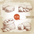 Hand drawn sketch style set illustration of ripe potatoes.