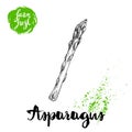 Hand drawn sketch style single asparagus sprout. Eco food vector illustration