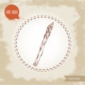 Hand drawn sketch style single asparagus sprout. Eco food vector illustration Royalty Free Stock Photo