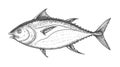 Hand drawn sketch style skipjack tuna. Best for fish markets, fish restaurant designs. Royalty Free Stock Photo