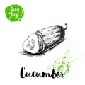 Hand drawn sketch style sliced half of cucumber. Vector fresh farm vegetables poster.