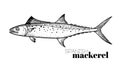 Hand drawn sketch style Spanish Mackerel. Fish restaurant menu element. Best for seafood market designs.