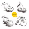 Hand drawn sketch style summer fruits set. Plum, apricot, cherry and peach compositions. Healthy organic food. Farm market product Royalty Free Stock Photo