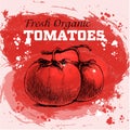 Hand drawn sketch style tomatoes Royalty Free Stock Photo