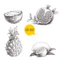 Hand drawn sketch style tropical fruits set isolated on white background. Slice of lemon with leaf, half of coconut, pineapple and