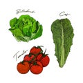 Hand drawn sketch style vegetables set. butterhead salad, tomato