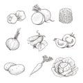 Hand drawn sketch style vegetables set. Garlic, beet, corn, onion, cucumber, tomato, potato, carrot and cabbage.