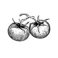 Hand drawn sketch style whole tomatoes branch. Best for tomato themed designs in retro vintage style.