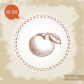 Hand drawn sketch style yellow plum mirabelle. Single whole fruit with leaf isolated on retro background.