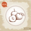 Hand drawn sketch style yellow plums mirabelle. Group of fruits with leaf and seed isolated on retro background.