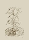 Hand drawn sketch of Succulent. House plant Crassula ovata, jade plant. Vector illustration of Money tree in flower pot isolated. Royalty Free Stock Photo