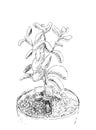 Hand drawn sketch of Succulent. House plant Crassula ovata, jade plant. Vector illustration of Money tree in flower pot isolated Royalty Free Stock Photo