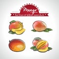 mango. Hand drawn collection of vector sketch detailed fresh fruits. Isolated