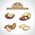 Pine nut, Brazil nut Collection of fresh fruits with leaf. Vector illustration. Isolated