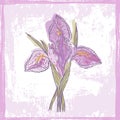 Hand drawn sketch of tender violet watercolor iris flower Royalty Free Stock Photo