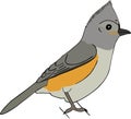 Hand drawn sketch of tufted titmouse