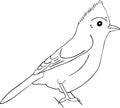 Hand drawn sketch of tufted titmouse Royalty Free Stock Photo