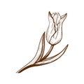 Hand-drawn sketch of the Tulip flower, a symbol of Istanbul and the Netherlands.