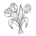 Hand drawn and sketch tulips flower bouquet. Black and white with line art vector illustration